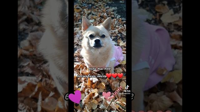 Чихуахуа Гера ❤🐶 собачки любимые_питомцы