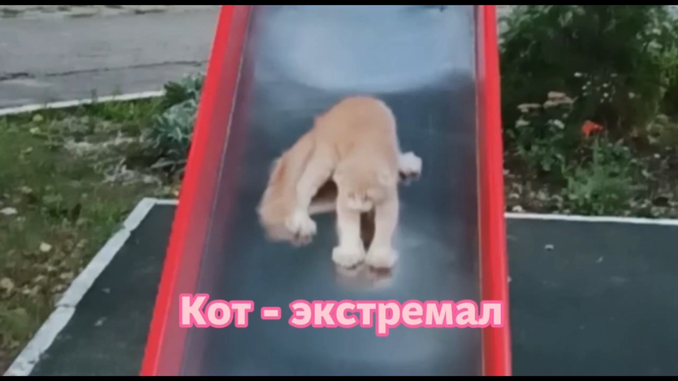 Кот - экстремал