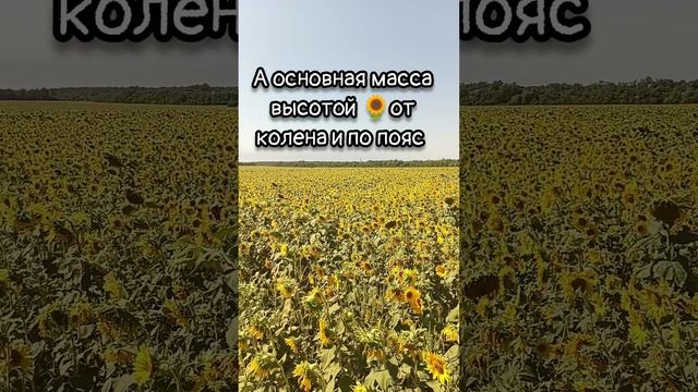 Страховые поля...