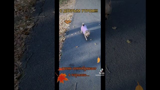 Чихуахуа Гера ❤ 🐶 любимые_питомцы собачки осенняя прогулка