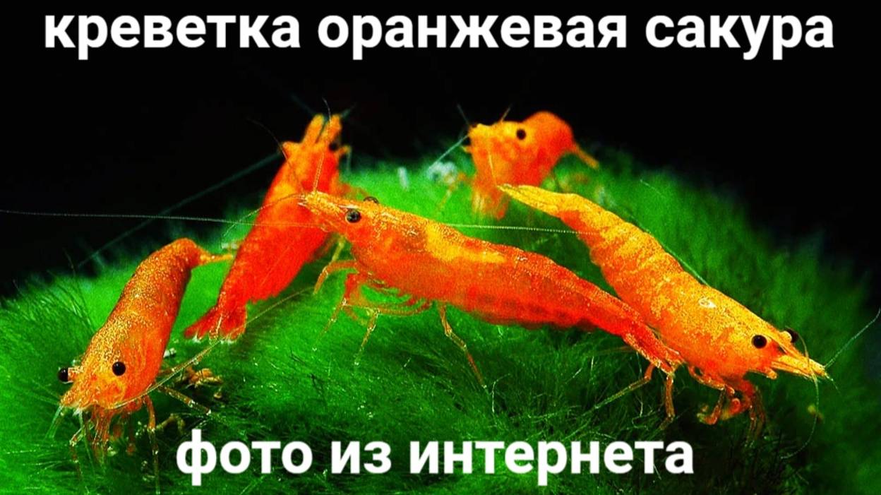 Начинаю запуск #креветочника 08.10.24 #goldfish #грунт_пропант , сажаю СЕМЕНА растений #Глоссостигма