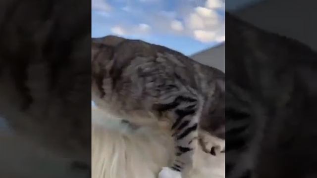 Мы пойдём с конём по полю вдвоём 😸 🐴