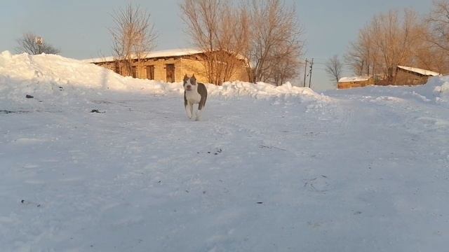 Американские булли, французский бульдог, сладкие булочки.