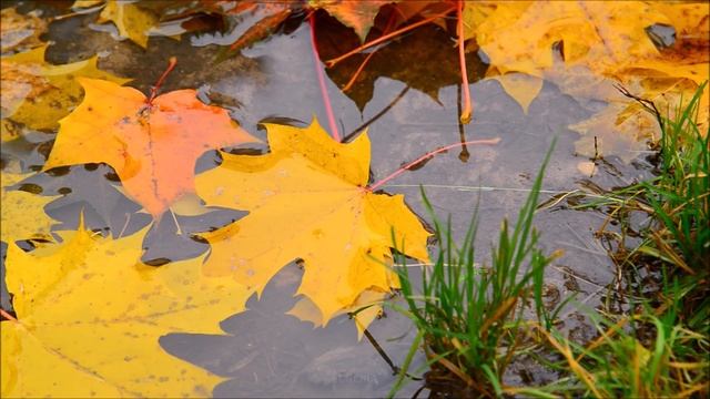 Amazing music !!! Close your eyes... and fall into Autumn... and fall in love with the rainy season!