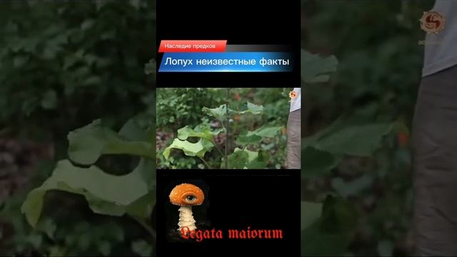 Неизвестные свойства лопуха