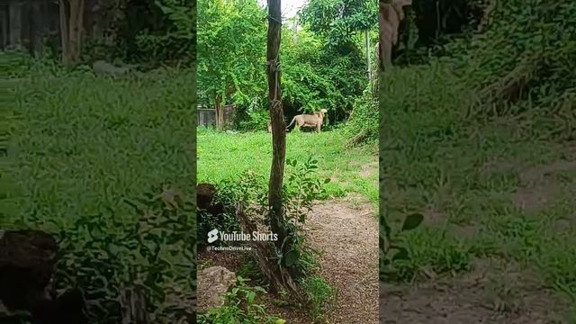 Лев и львица Зоопарк Паттайя Тайланд