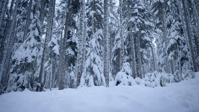 Tranquil Winter Forest Ambience  Snowy Forest in 4K with Relaxing Wind Sounds