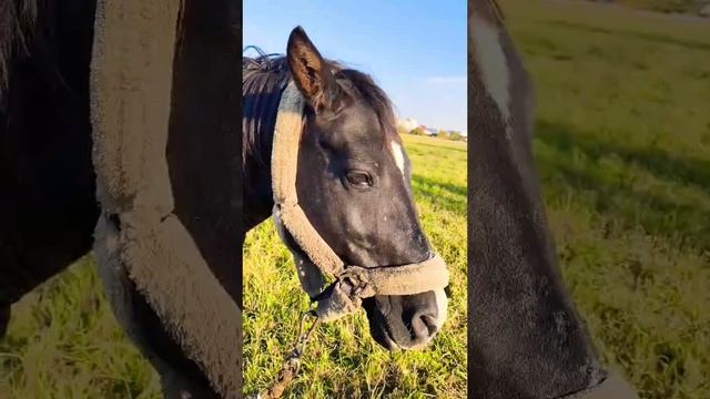 Факт о лошадях