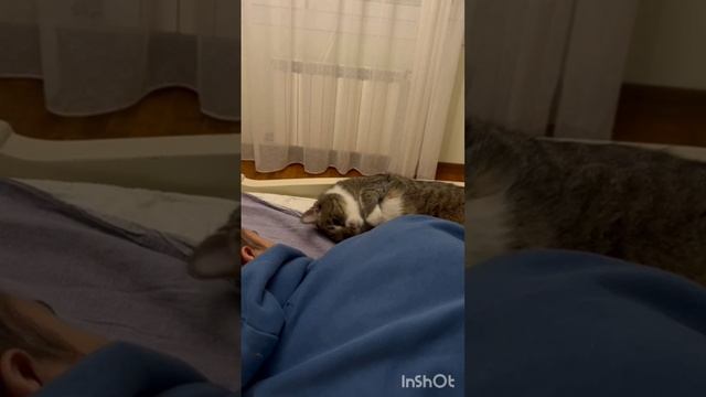 Веселые котики #котики #помощьживотным #юмор