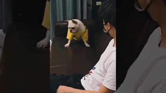 Sobaka