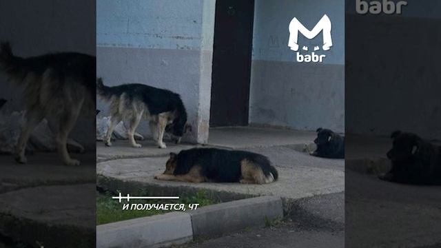 Неизвестный начал борьбу против бездомных собак в Иркутске. Несколько уже погибли
