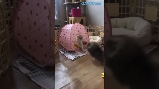 Злой серый волк пришел захватить домик котика🏠🐺😂 ( видео про кошек и собак )