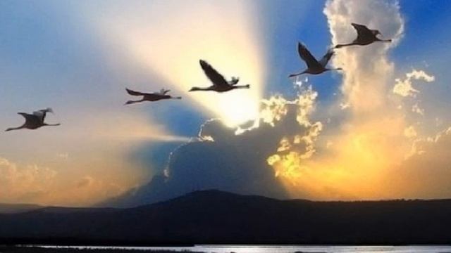 Журавли Памяти Ю Кокарева С Гинзбург.