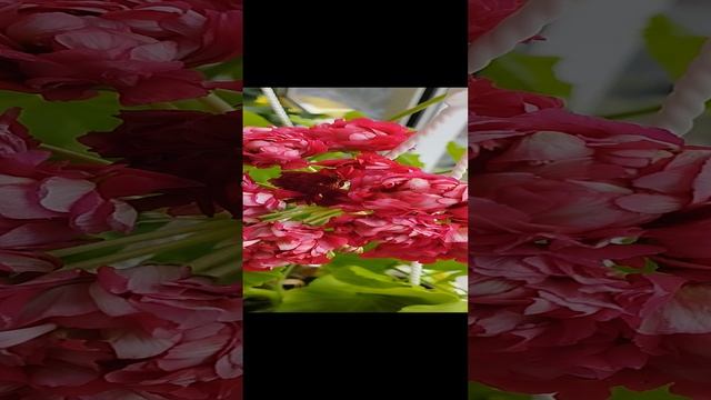 Живые Розы - пеларгония!
