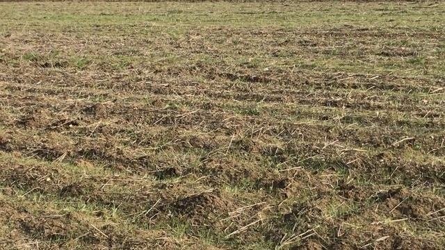 Опыт сева гороха  по упрощённой технологии 1