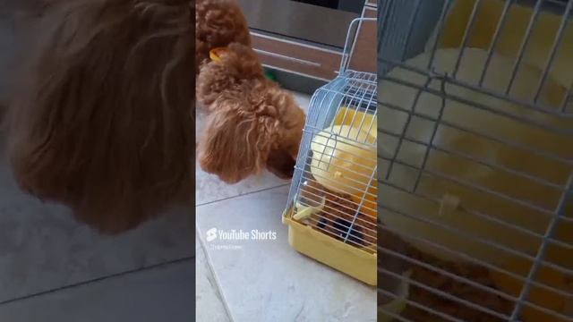 Ипотека на клетку