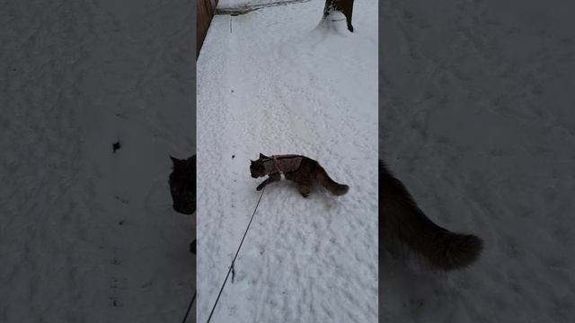 Муна на улице зимой. Полторы минуты и домой