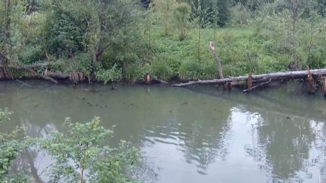 Бобер в парке Покровское-Стрешнево