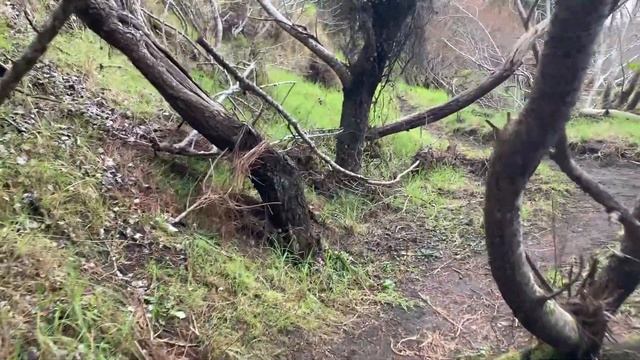 Ancient Trail Follows Stream (Nature Visualizer)