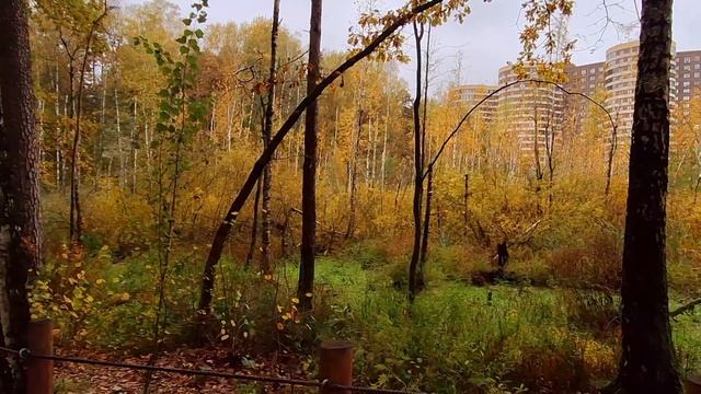 Золотая осень в ЭкоПарке"Губайловский"г.Красногорск.Вечерняя прогулка-9.10.2024 год.