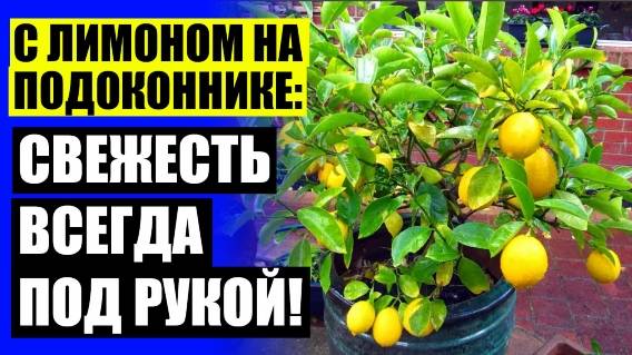 🔵 Лимон из семечки 👍 Что можно посадить в домашних условиях