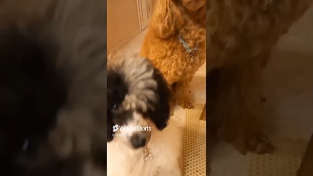 Хотели развести