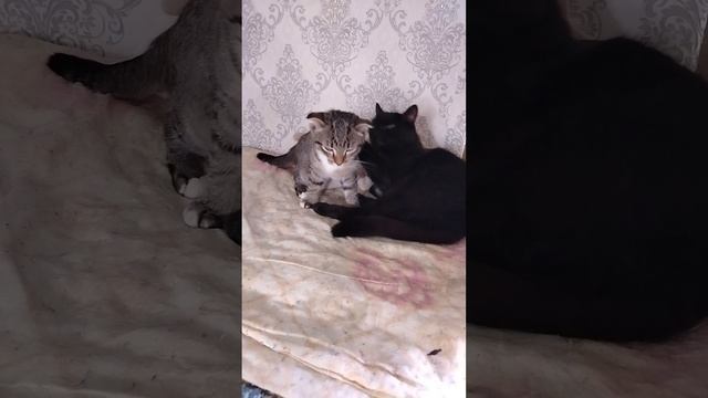 котик Котя ухаживает за котиком Сёмой!!!💋😍🥰😘😻