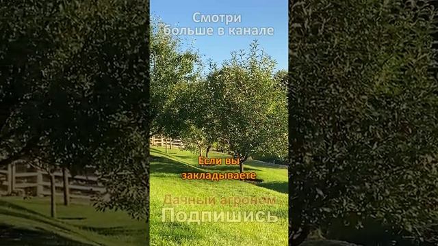 Мох и лишайники на дереве ЧТО ДЕЛАТЬ?