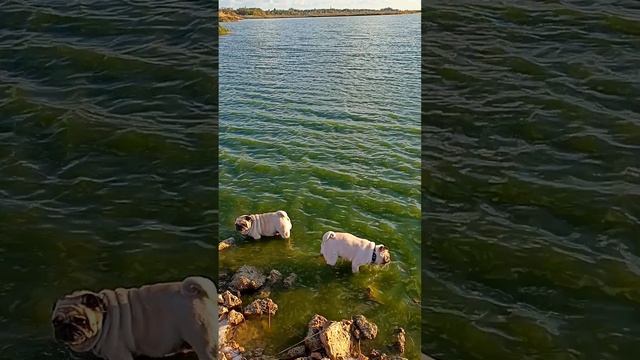 Буся и Челси закрывают купальный сезон 💦💦💦