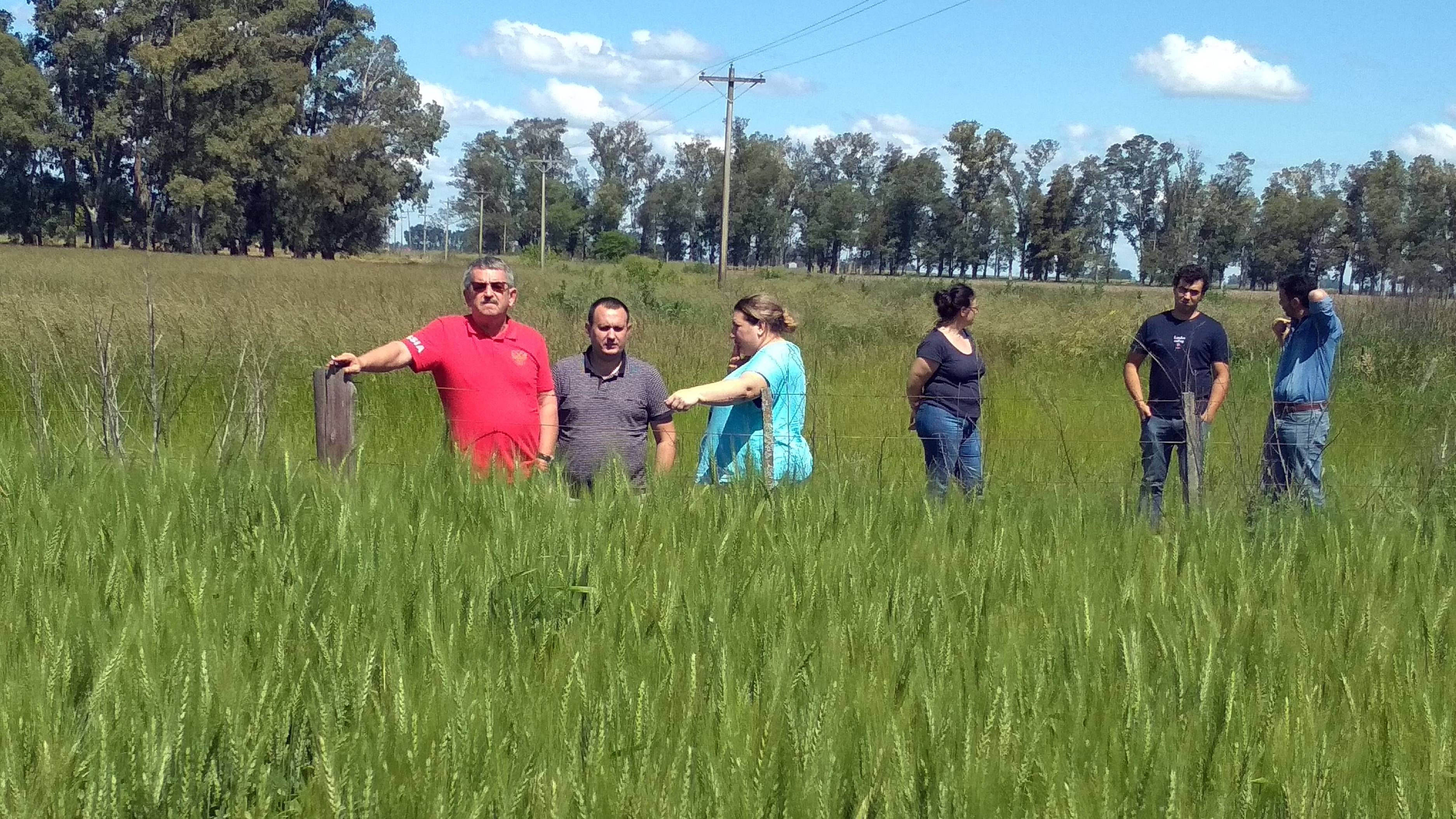 NO-till . Как вносить фосфор при прямом посеве на черноземе поездка и обучение в Аргентине