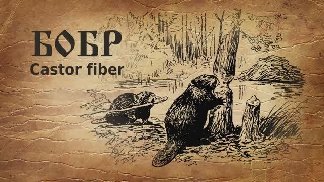 Бобр