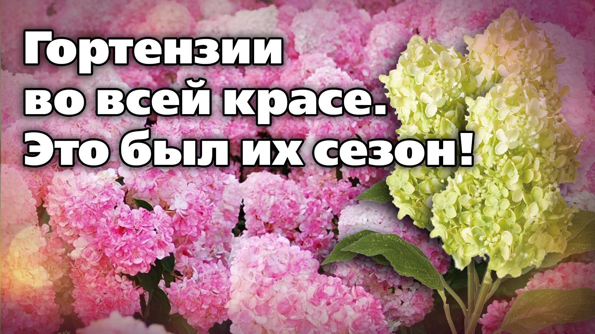 Какие сорта гортензий отменно цвели этим летом. Обзор уральского ландшафтного дизайнера