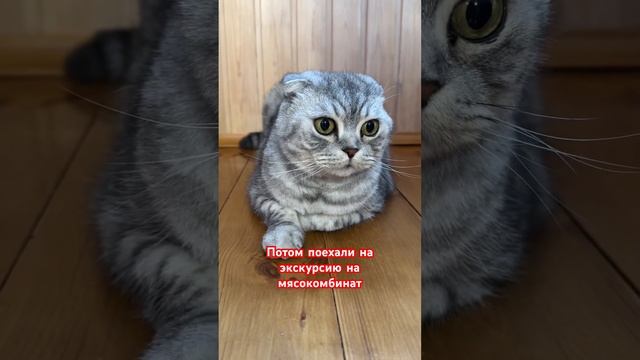 Лучше НЕ РИСКОВАТЬ!♀️ | Inst: juliabaldina | #shorts #cat #funnyvideo #кот #youtubeshorts