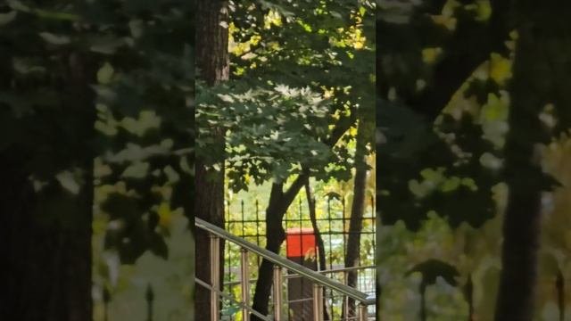 Странное зелёное пятно на канале.