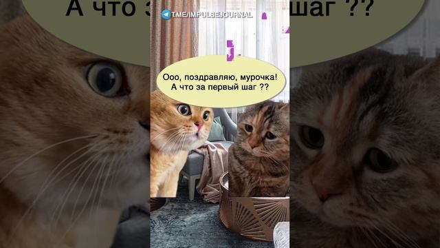 Люби любую #мыкотики #вмем #разговор #анекдот #шутки #кот #юмор #смешное #прикольно #мемы #cat