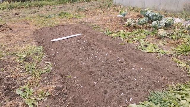 Посадила чеснок 2 сорта