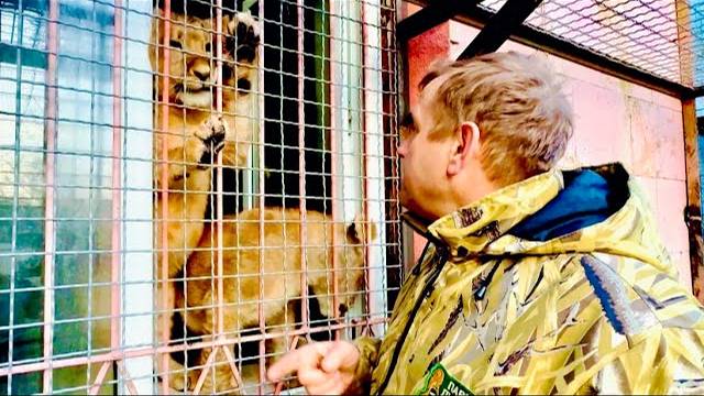 Мы пришли в гости к Лизе, а львята Асада,ШерХан и Симба увидели Олега Зубкова и залезли на окно!