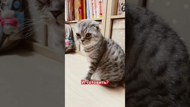 Ааа? #юмор #шортс #shorts #смешныевидео #смешныеживотные #кот #животные #youtubeshorts #рекомендации