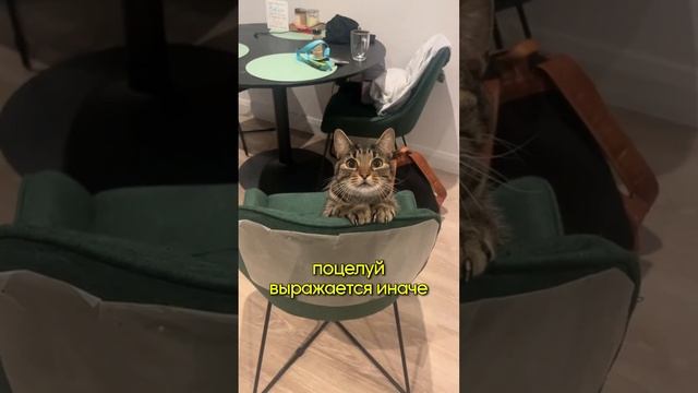 факты о кошках