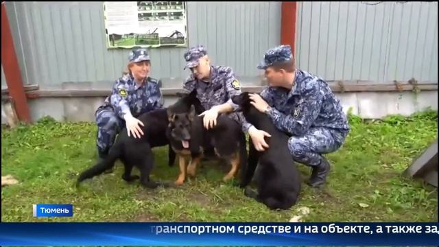 Племенных щенков для служебных целей отправили из тюменского питомника в Пермский край
