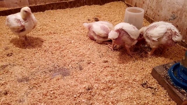 Куры несушки подросли и снова бройлеры