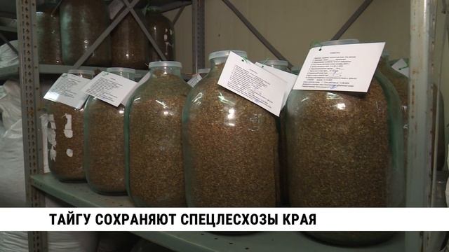 Тайгу сохраняют спецлесхозы Хабаровского края