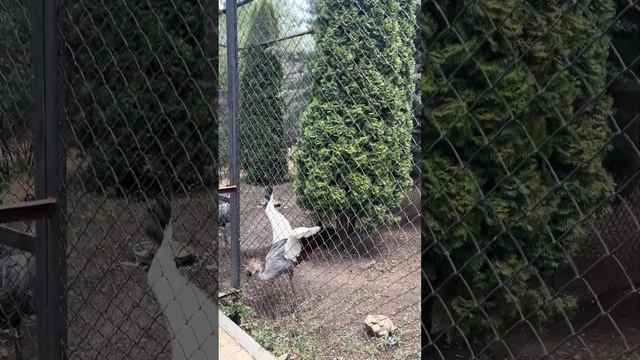 Брачные танцы#тайганкрым