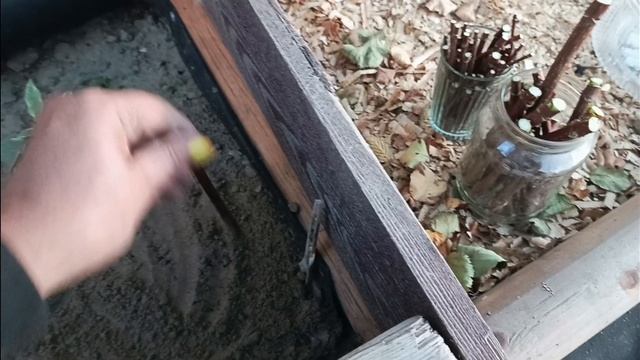Осеннее черенкование гортензии🌱🌱🌱