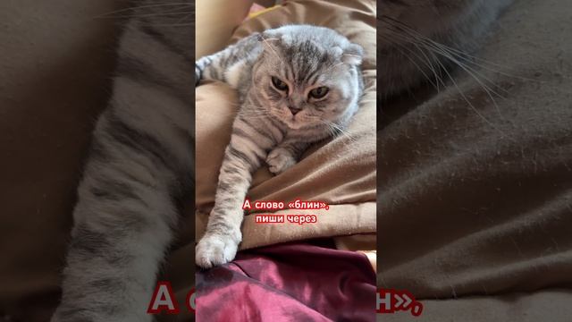 Золотые правила! #cat #рекомендации #shorts #смешныеживотные #youtubeshorts #trending #юмор #funny