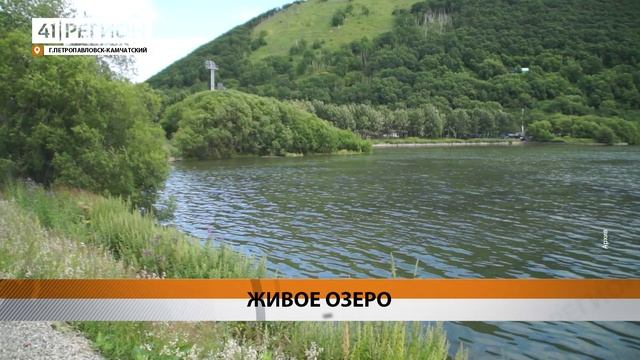 МОЛОДЬ КИЖУЧА ПОЙМАЛИ В КУЛТУЧНОМ ОЗЕРЕ В ЦЕНТРЕ ПЕТРОПАВЛОВСКА • НОВОСТИ КАМЧАТКИ