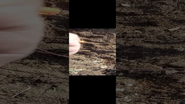 Денга 1748 года Елизавета Петровна.