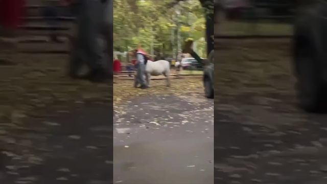 🐴На Астрадамской улице в Москве на детской площадке гуляет лошадь🐴