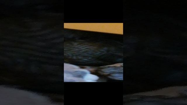 супер герои кошка ноч и кот день