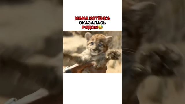 ""мама котенка оказалось рядом""